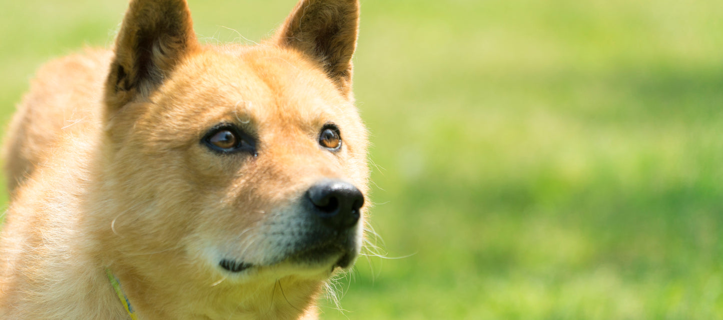 ワンコのため300円支援