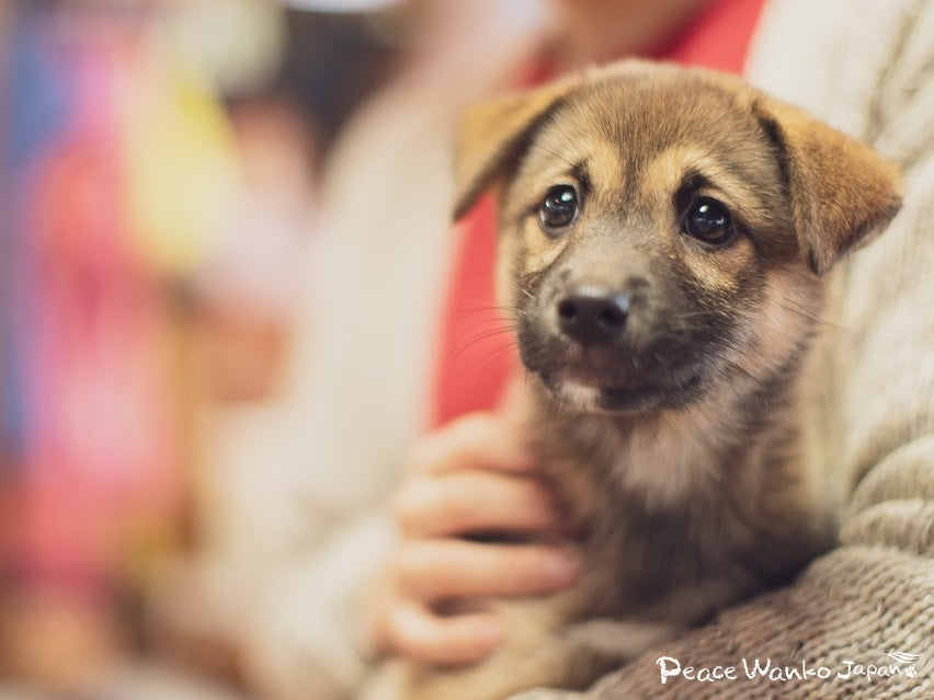 ワンコのため100円支援